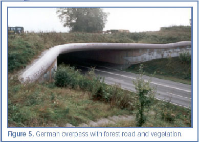 Figure 5. German overpass with forest road and vegetation.
