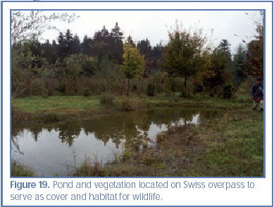 Figure 19. Pond and vegetation located on Swiss overpass to serve as cover and habitat for wildlife.